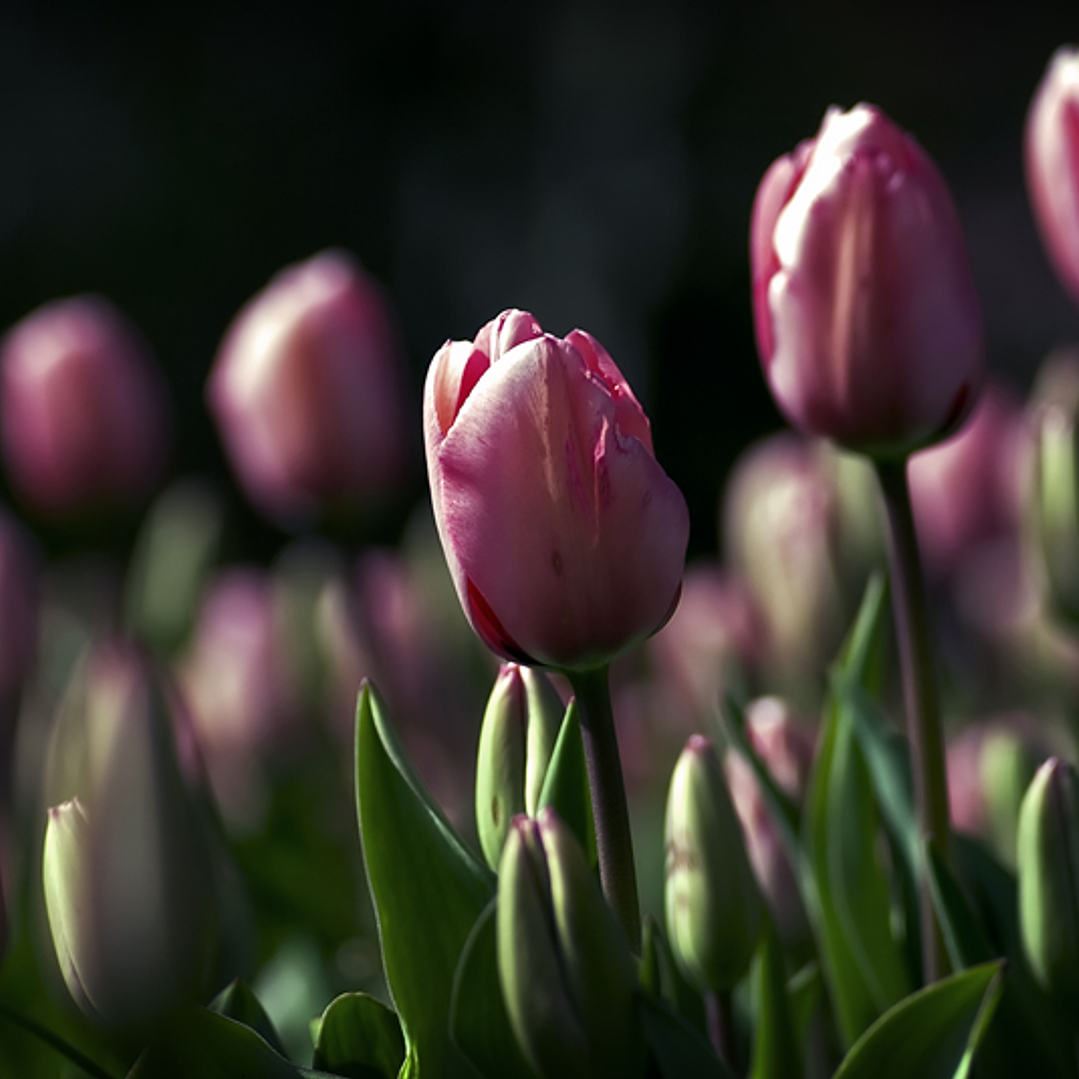 Magenta flowers, cup style petals 1