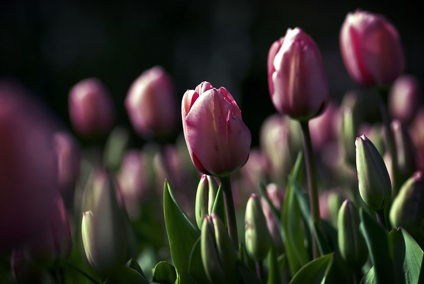Magenta flowers, cup style petals 1