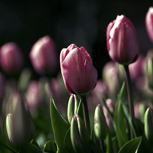 Magenta flowers, cup style petals