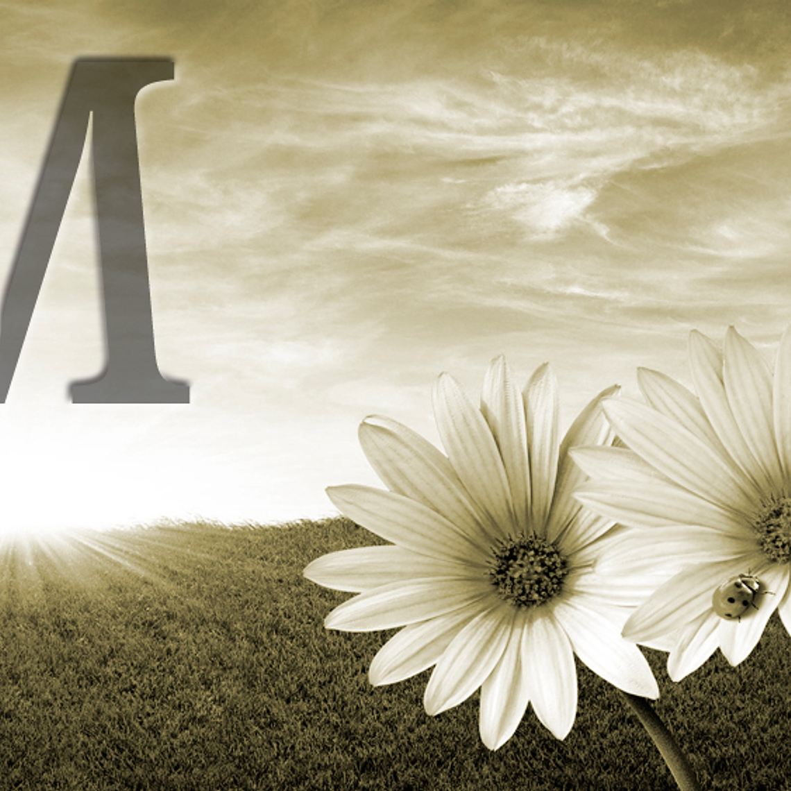 White flowers (color & sizes) 4