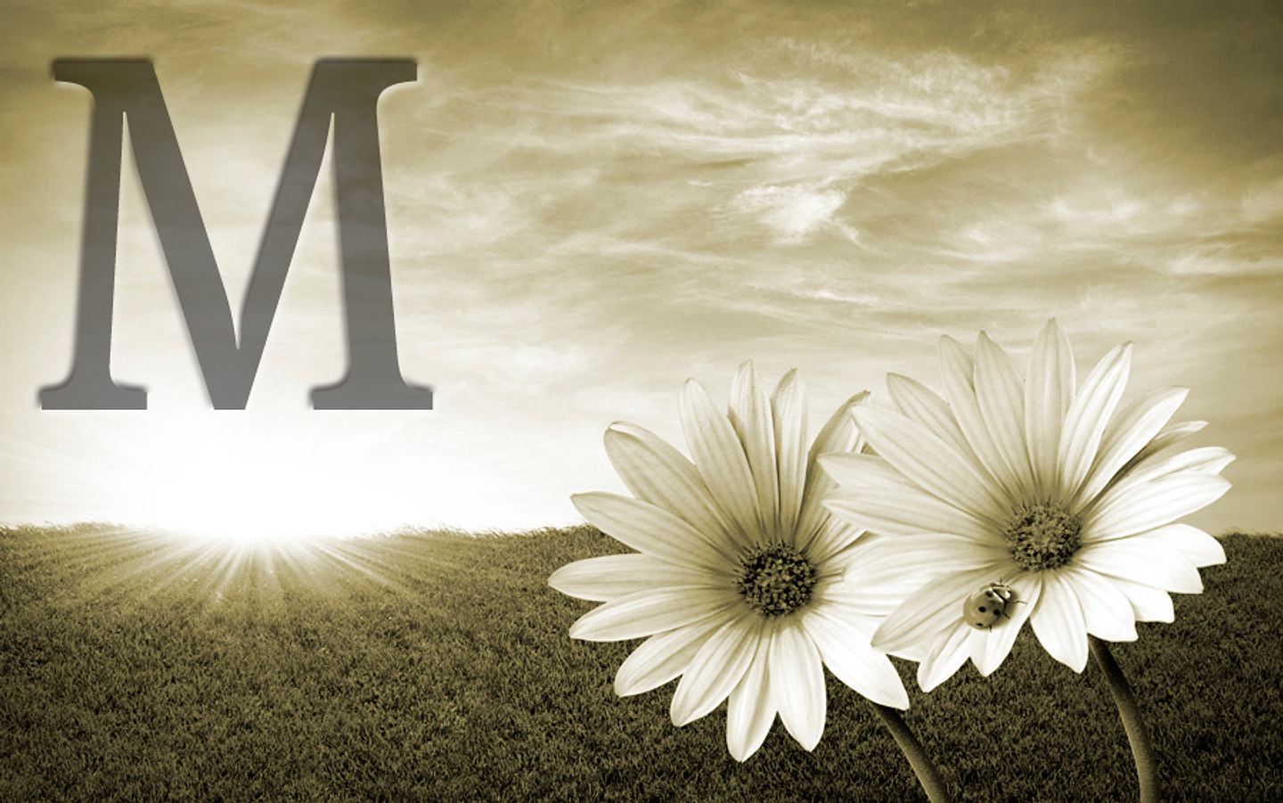 White flowers (color & sizes) 4