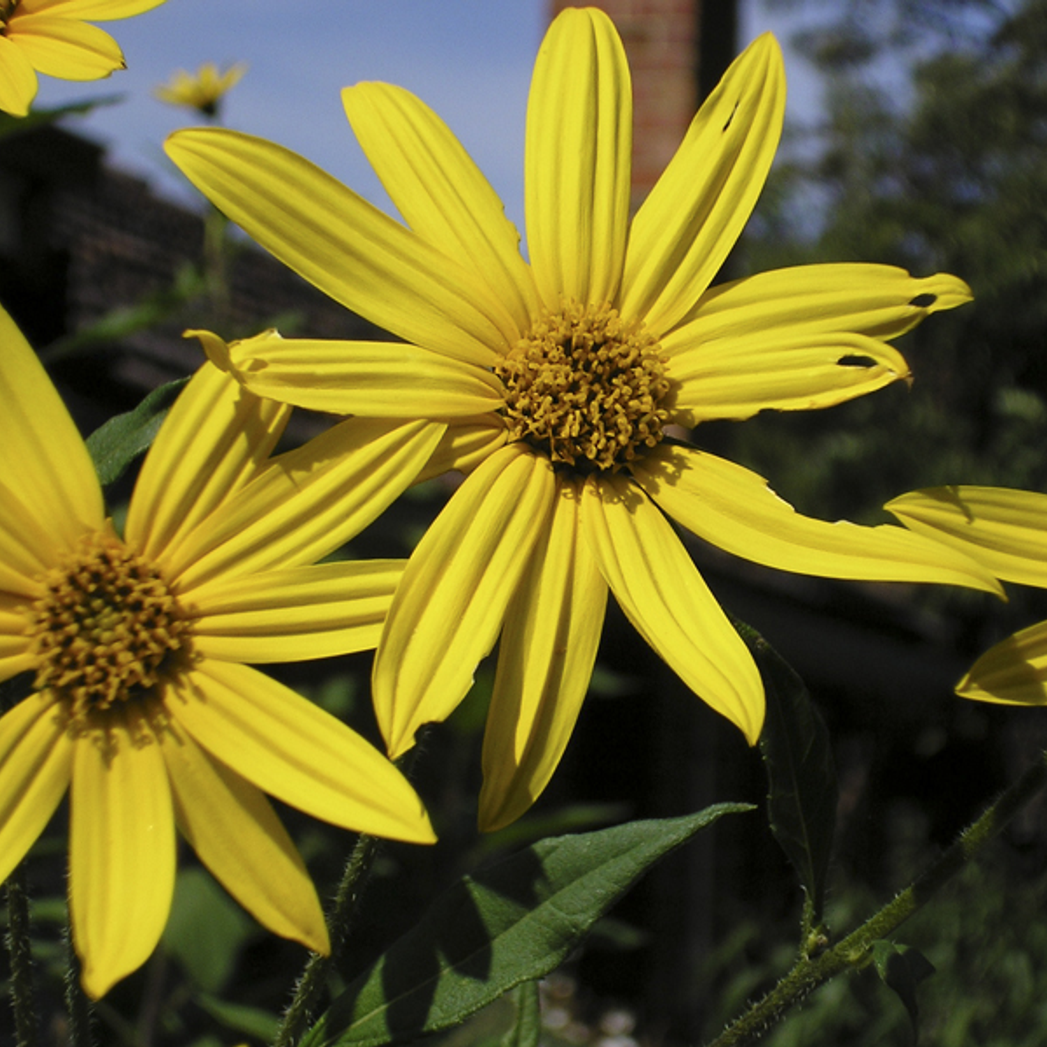 Yellow flowers, wide petals