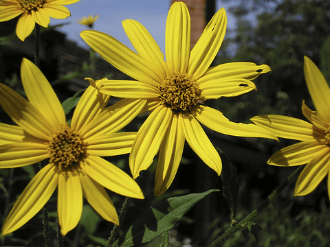Yellow flowers, wide petals