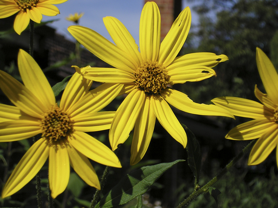 Yellow flowers, wide petals 1