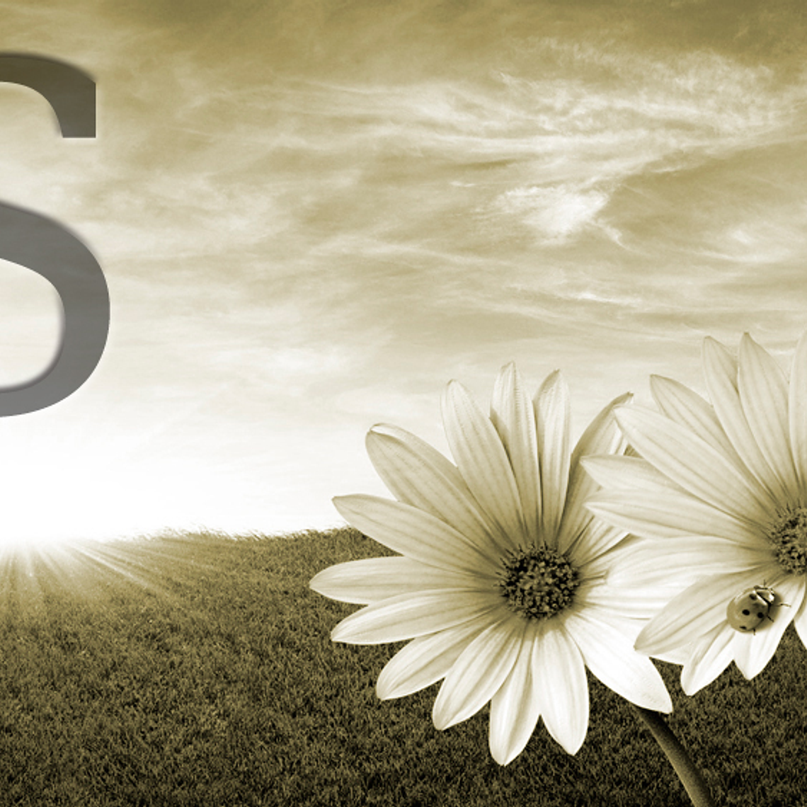 White flowers (color & sizes) 5