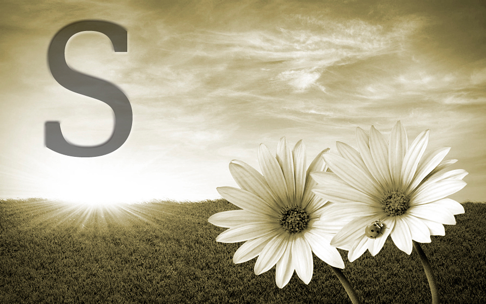 White flowers (color & sizes) 5