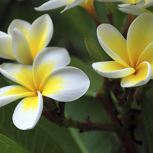 White flowers, yellow center