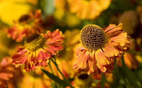 Dark orange flowers