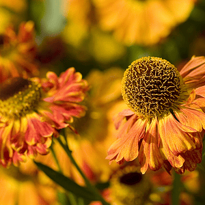 Dark orange flowers