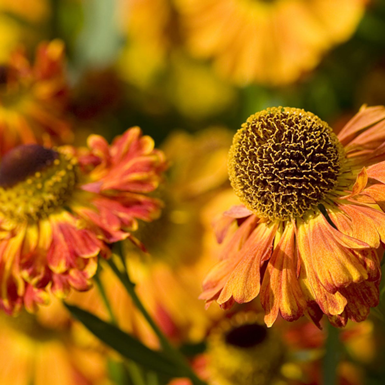 Dark orange flowers 1
