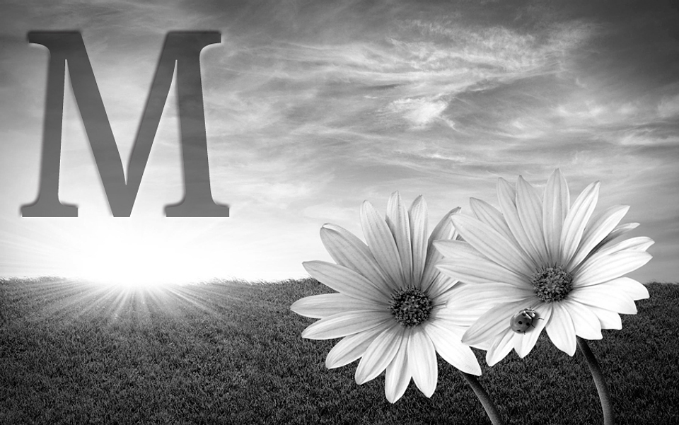 White flowers (color & sizes) 6