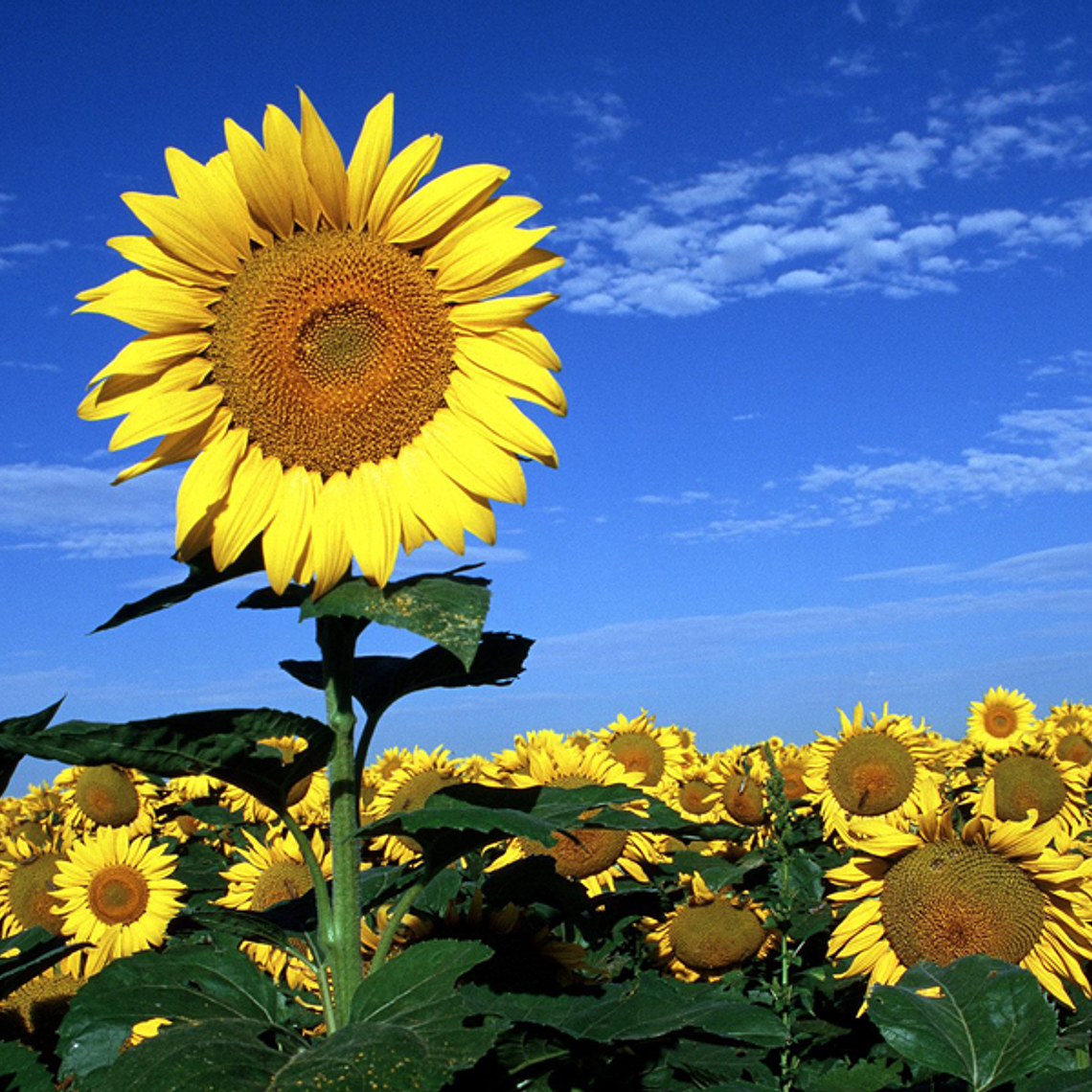 Sunflowers, different sizes 1