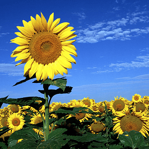 Sunflowers, different sizes