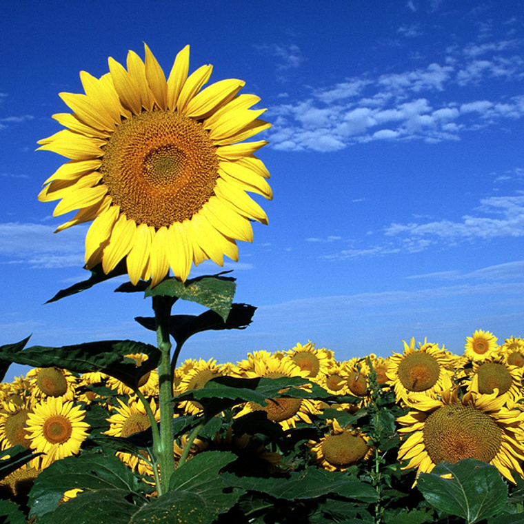 Sunflowers, different sizes 1