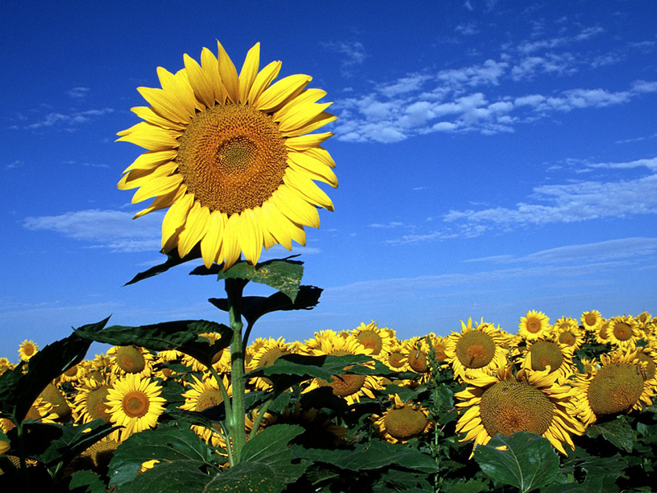 Sunflowers, different sizes 1