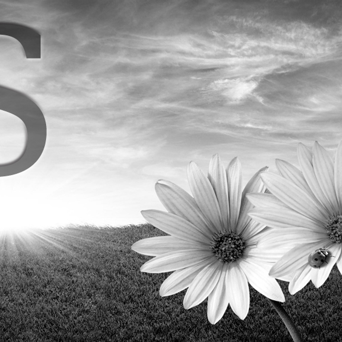 White flowers (color & sizes) 7