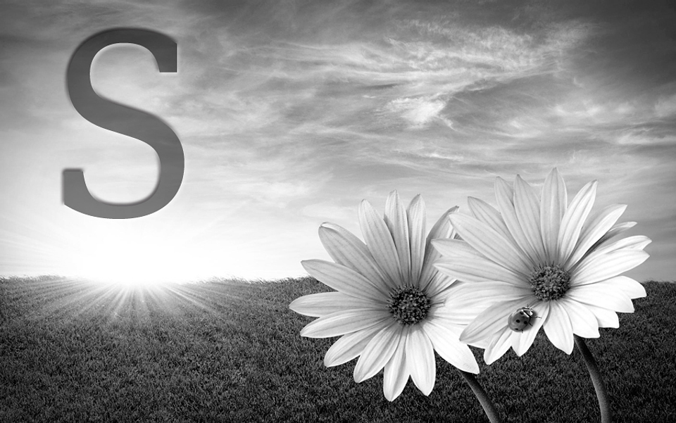 White flowers (color & sizes) 7