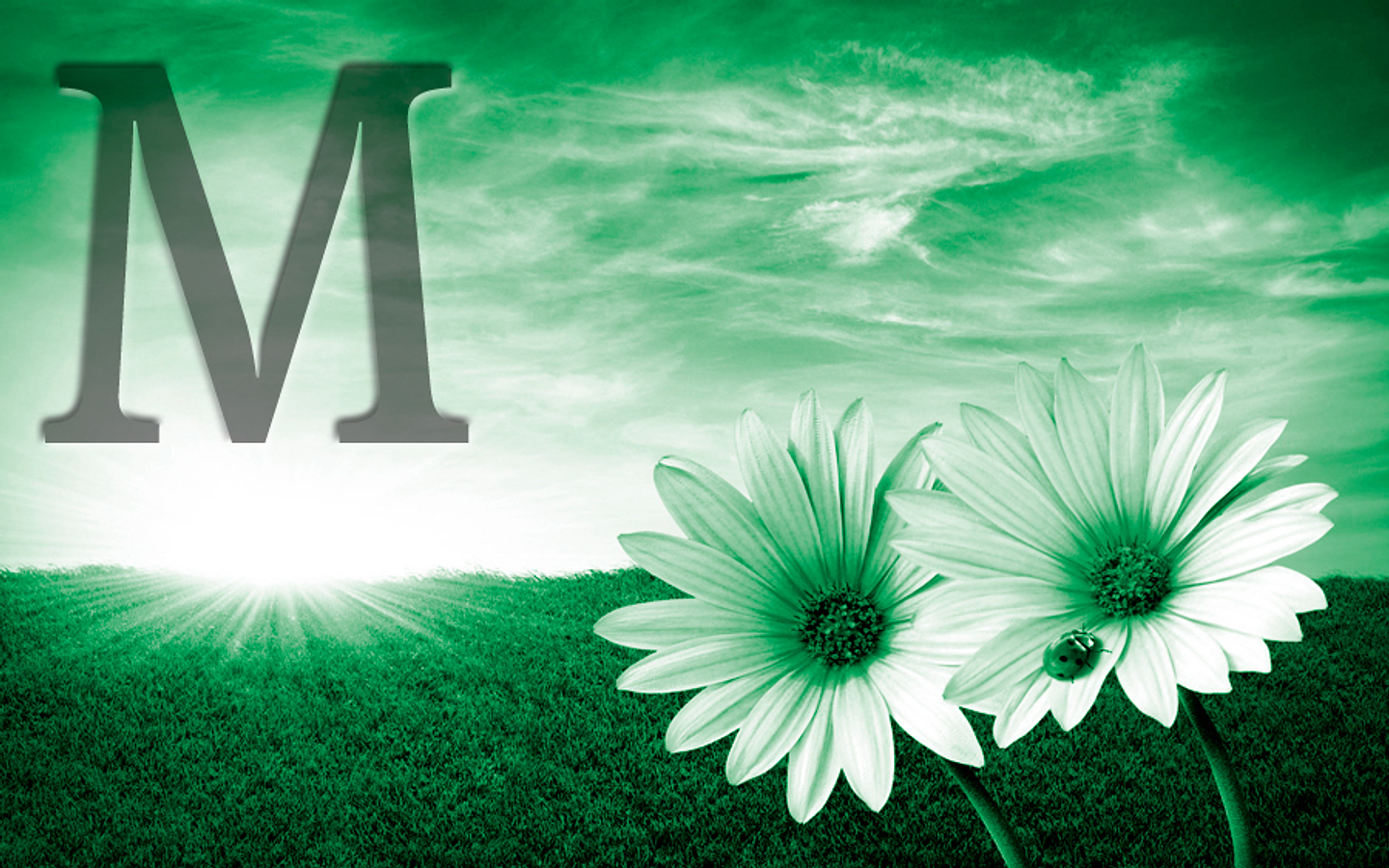 White flowers (color & sizes) 8