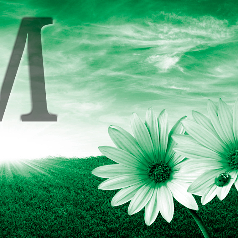 White flowers (color & sizes) 8