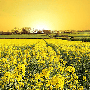 Yellow field flowers