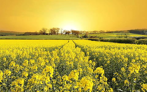 Yellow field flowers