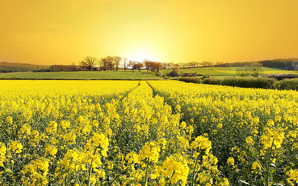 Yellow field flowers 1