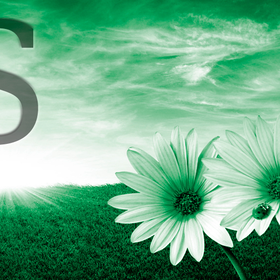 White flowers (color & sizes) 9