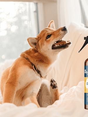 Espray tópico calmante para perros - Ditch de Itch 100 ml