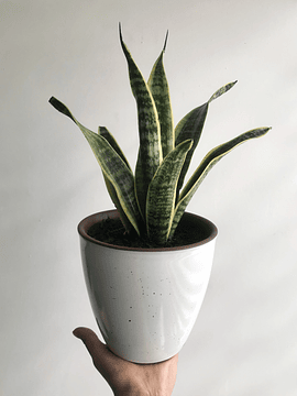 Sansevieria (Lengua de Suegra)