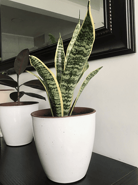 Sansevieria (Lengua de Suegra)