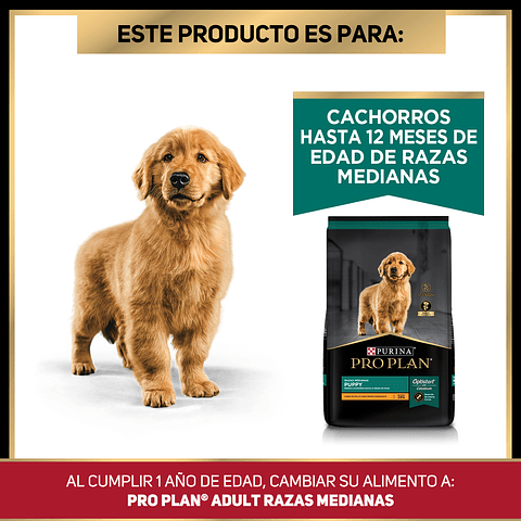  Cachorro Raza Mediana 