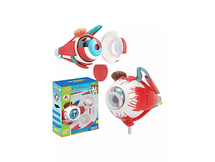 Maqueta Ojo Anatomia