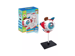 Maqueta Ojo Anatomia