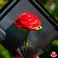 Rosa Eterna de Cinta de Satín - Rojo | Hecho a Mano - Miniatura 2