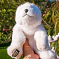 Peluche Oso Polar Extra Suave 30 CM - Miniatura 2