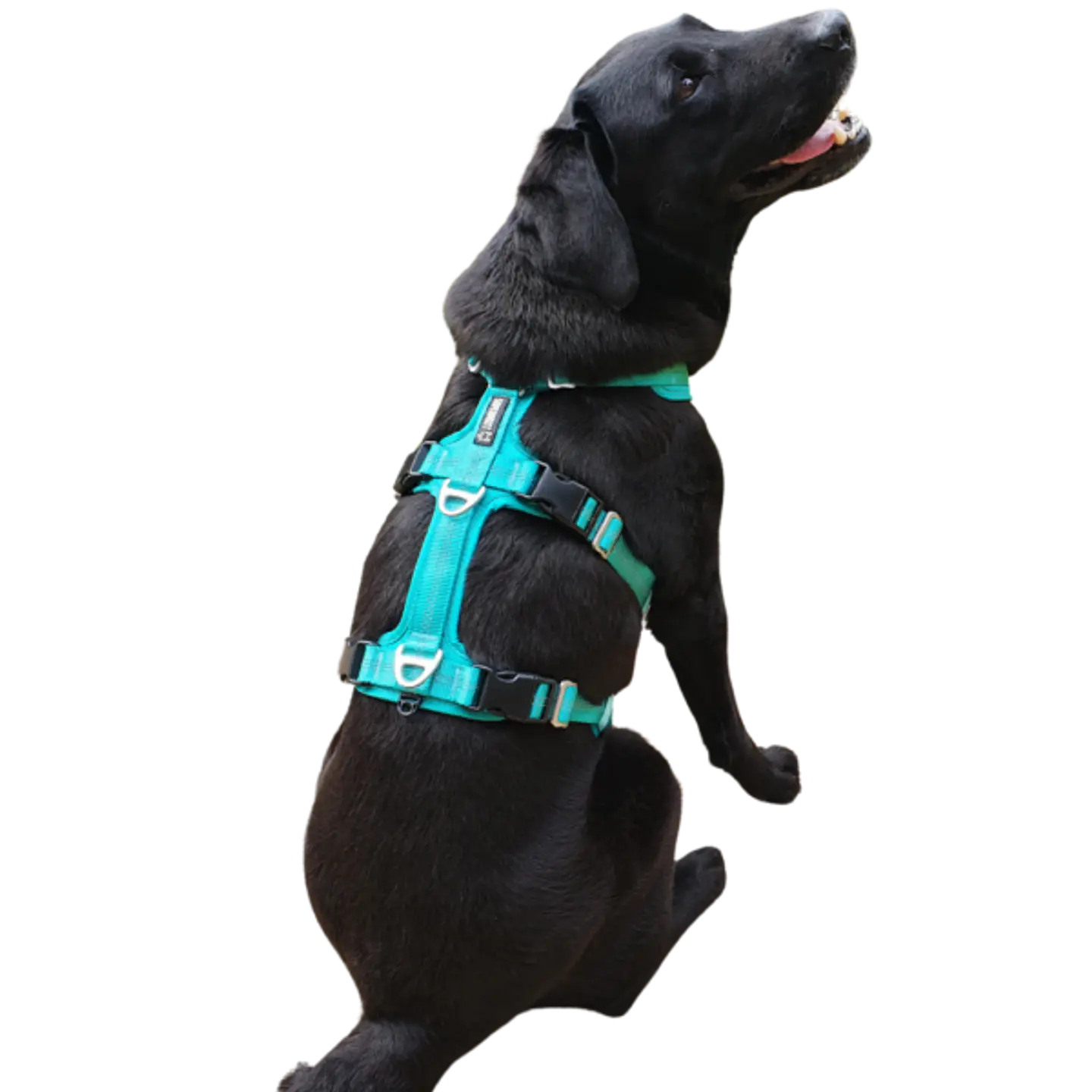 Arnés Anti-escape y Anti-tirones SUPERMUTT (Perro) TURQUESA 6