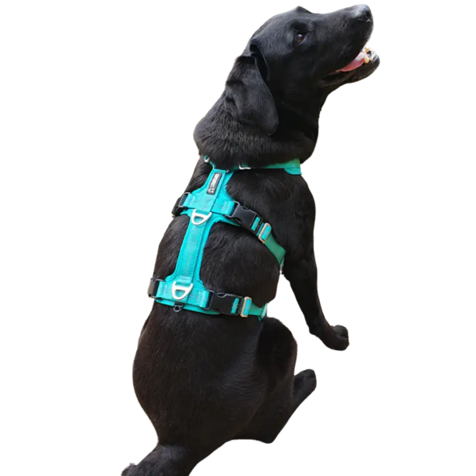 Arnés Anti-escape y Anti-tirones SUPERMUTT (Perro) TURQUESA 6