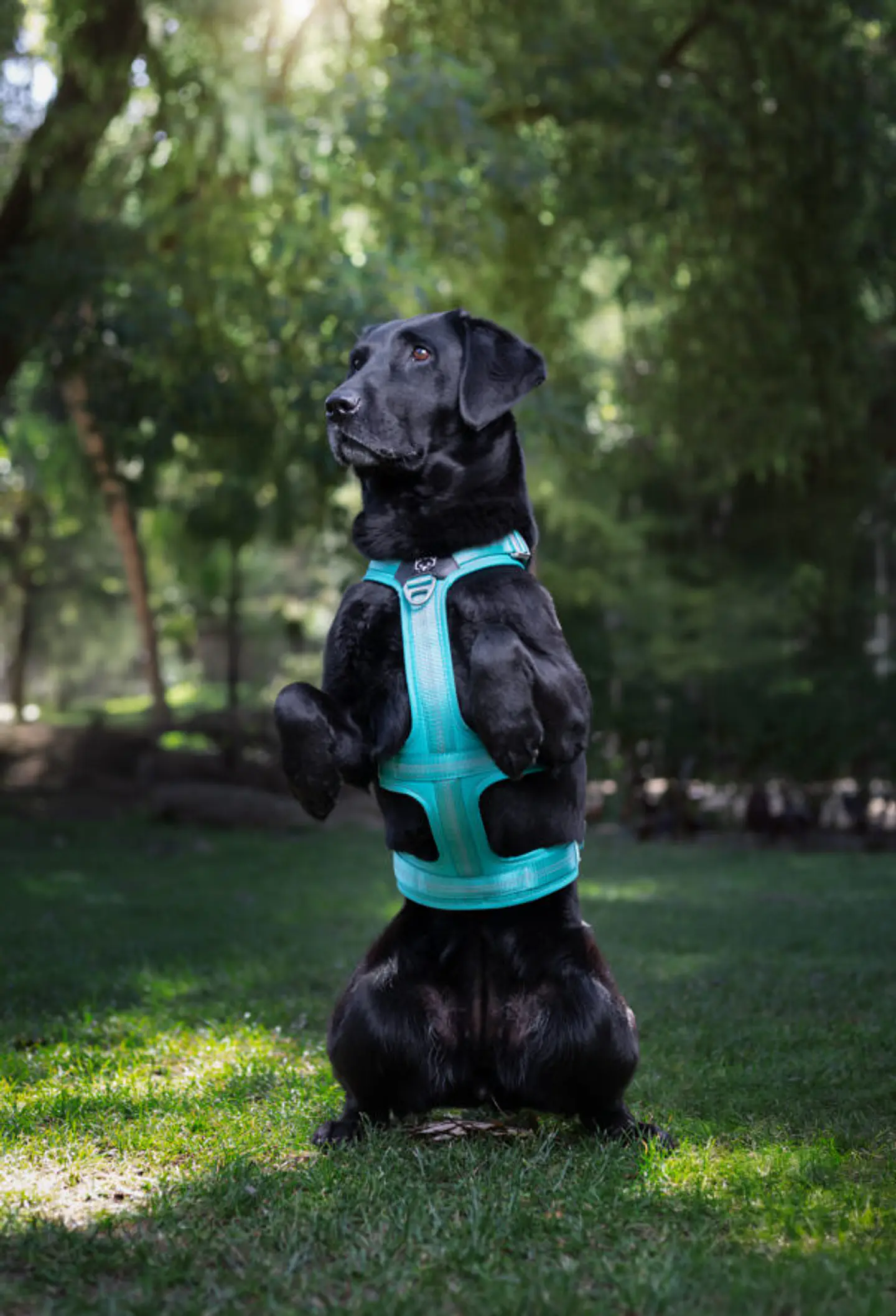 Arnés Anti-escape y Anti-tirones SUPERMUTT (Perro) TURQUESA 4