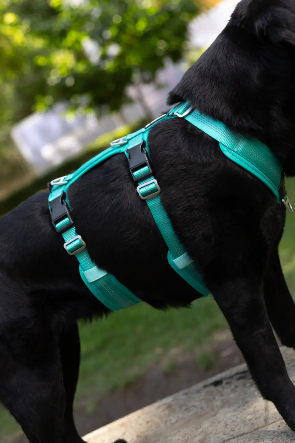 Arnés Anti-escape y Anti-tirones SUPERMUTT (Perro) TURQUESA 2