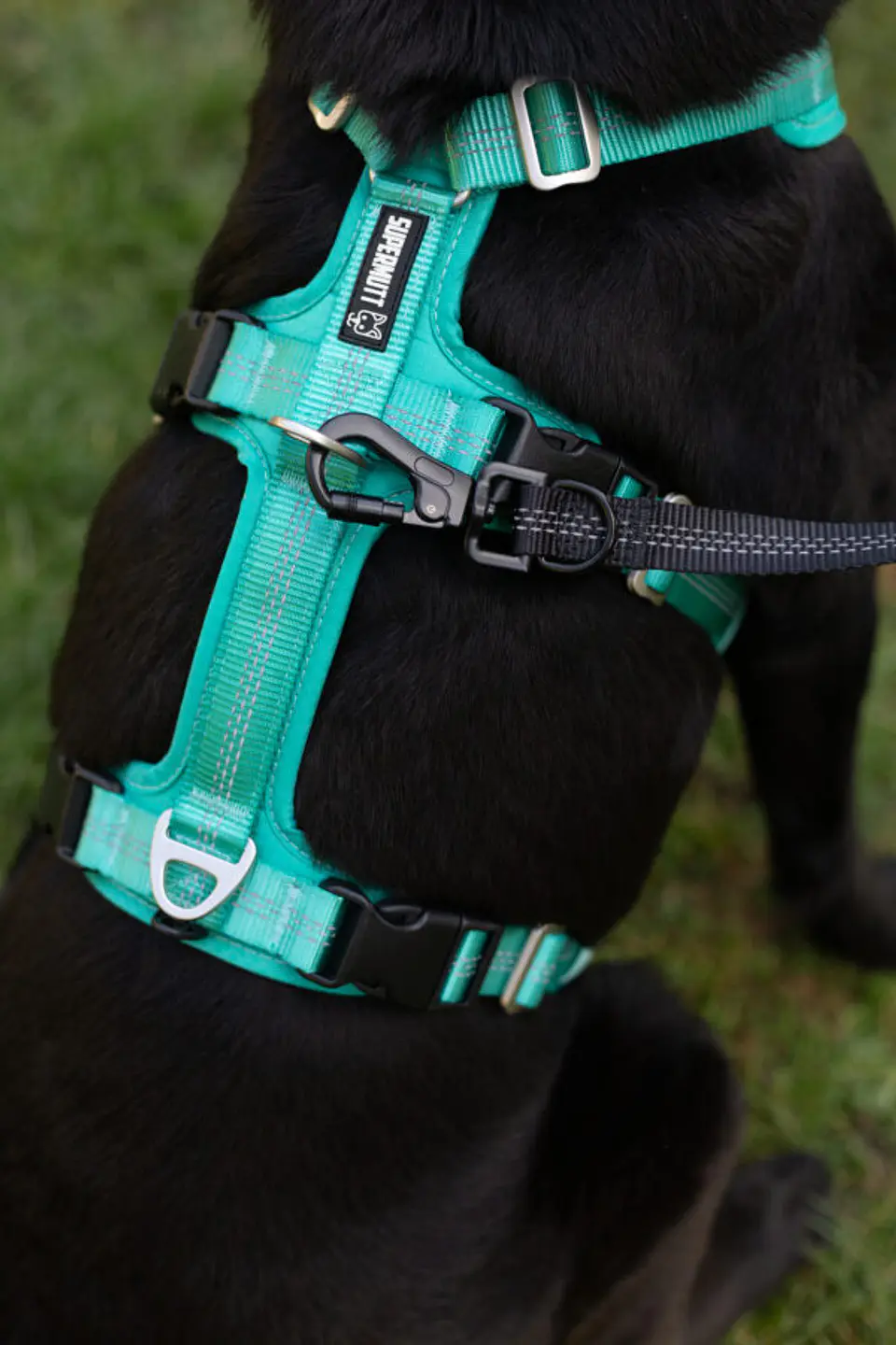 Arnés Anti-escape y Anti-tirones SUPERMUTT (Perro) TURQUESA 3