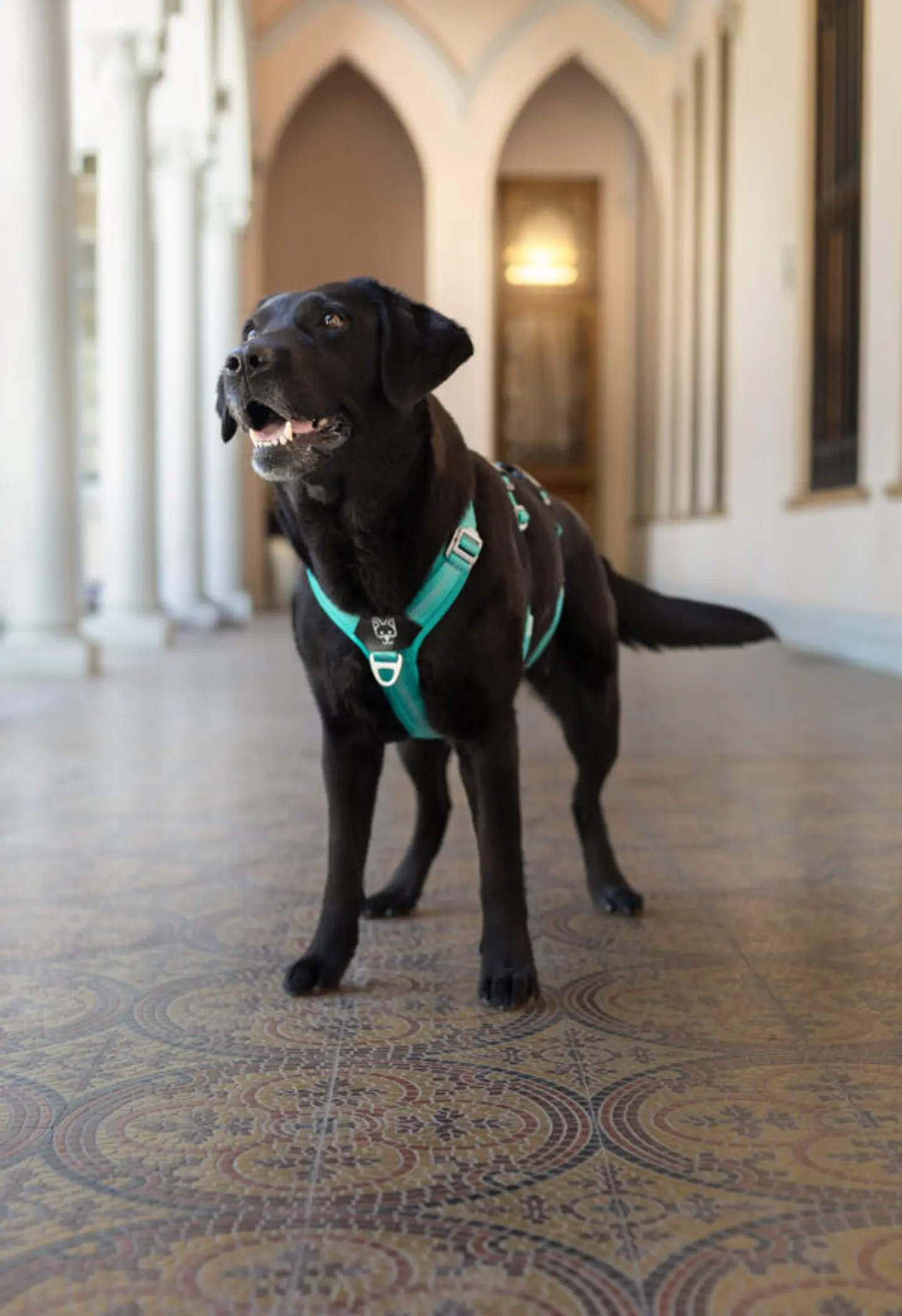 Arnés Anti-escape y Anti-tirones SUPERMUTT (Perro) TURQUESA 5