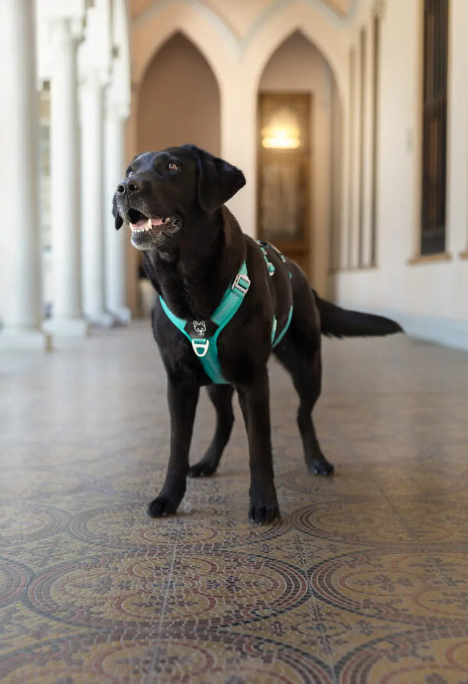 Arnés Anti-escape y Anti-tirones SUPERMUTT (Perro) TURQUESA 5