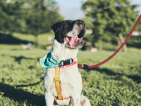 ¿Cómo adiestrar a mi perro sin frustrarme en el intento?