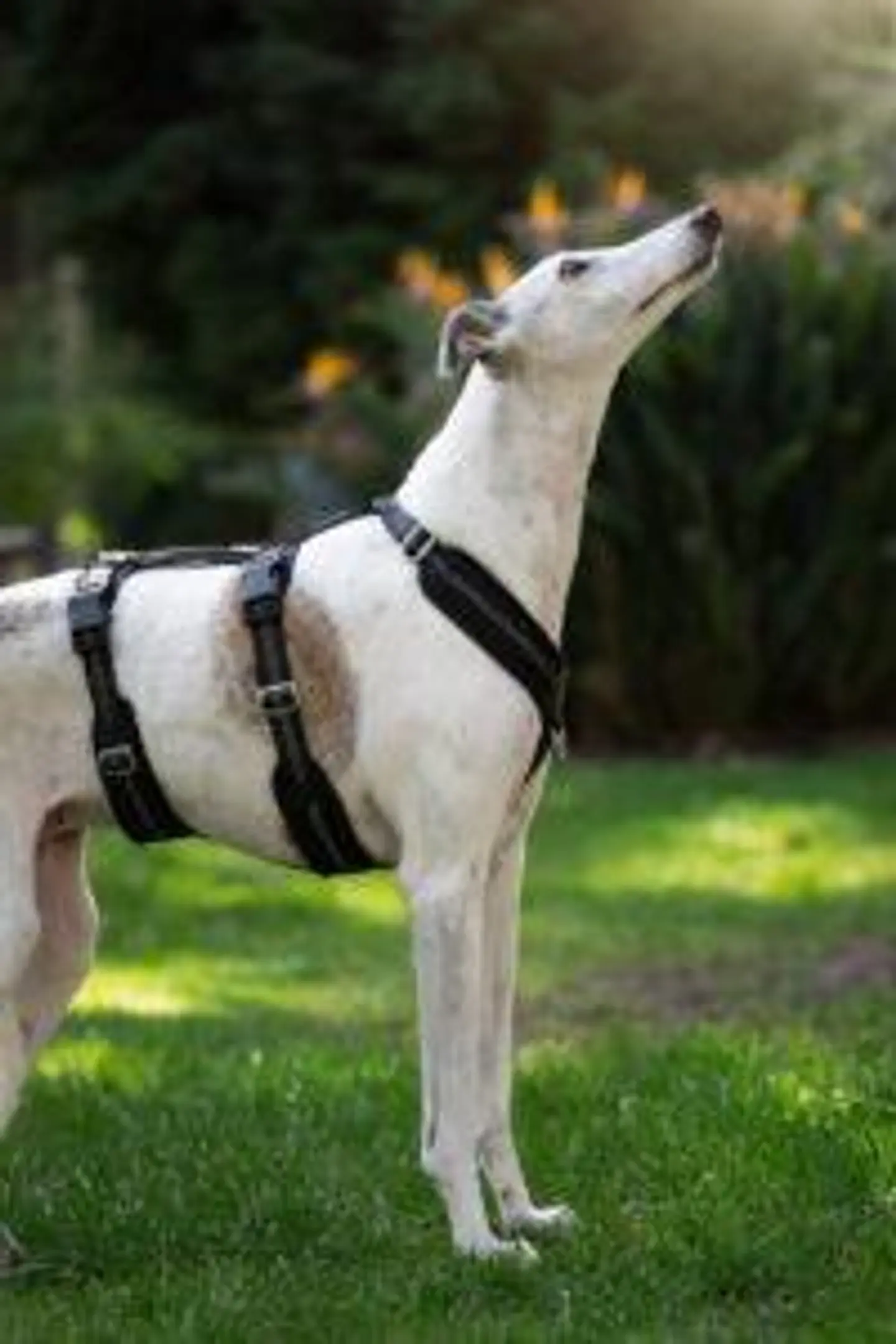 Arnés Anti-escape y Anti-tirones SUPERMUTT (Perro) NEGRO 2