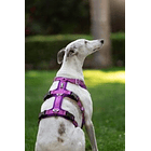 Arnés Anti-escape y Anti-tirones SUPERMUTT (Perro) ROSA-MORADO 3