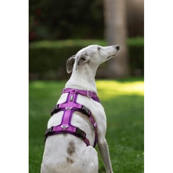 Arnés Anti-escape y Anti-tirones SUPERMUTT (Perro) ROSA-MORADO 3