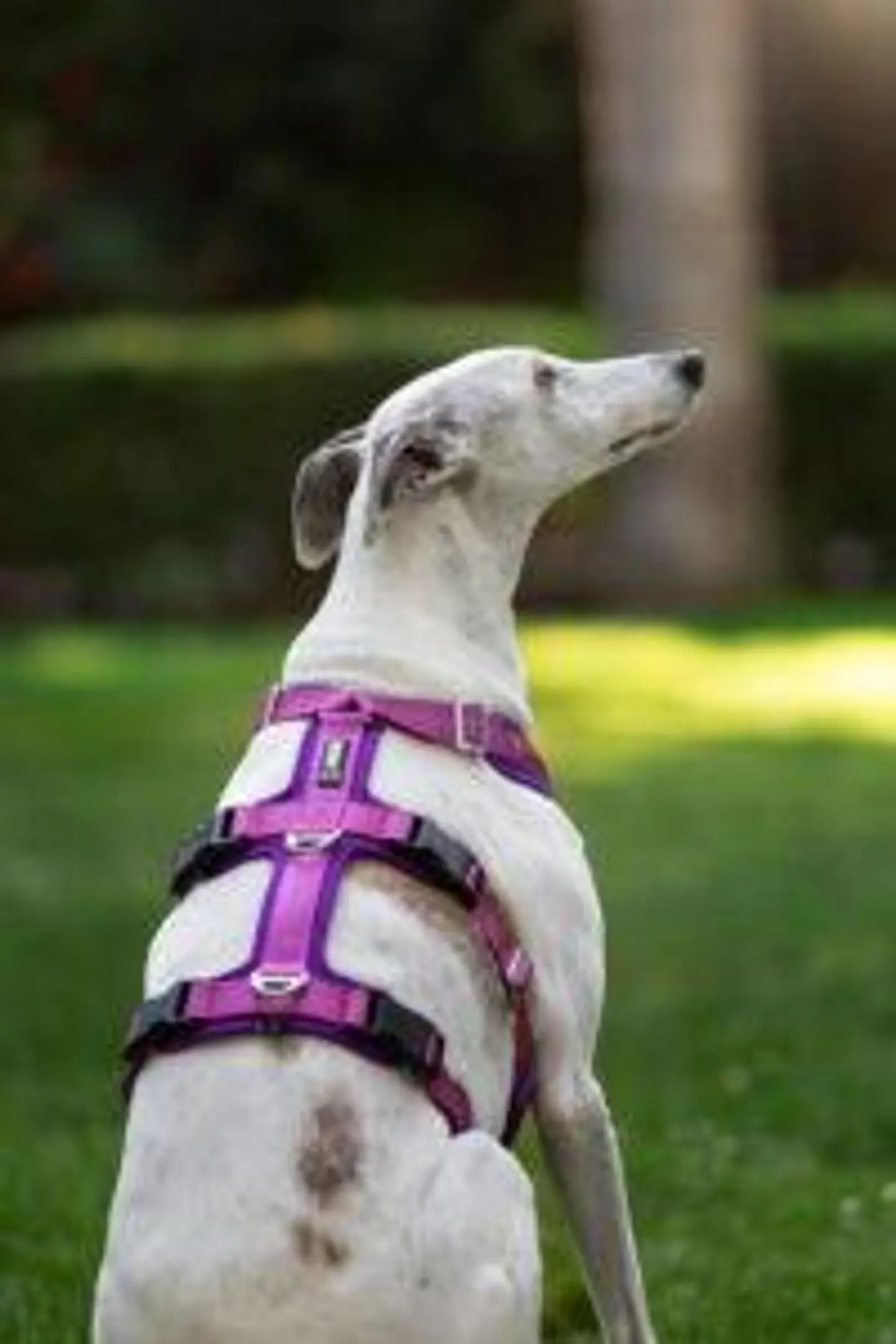 Arnés Anti-escape y Anti-tirones SUPERMUTT (Perro) ROSA-MORADO 3