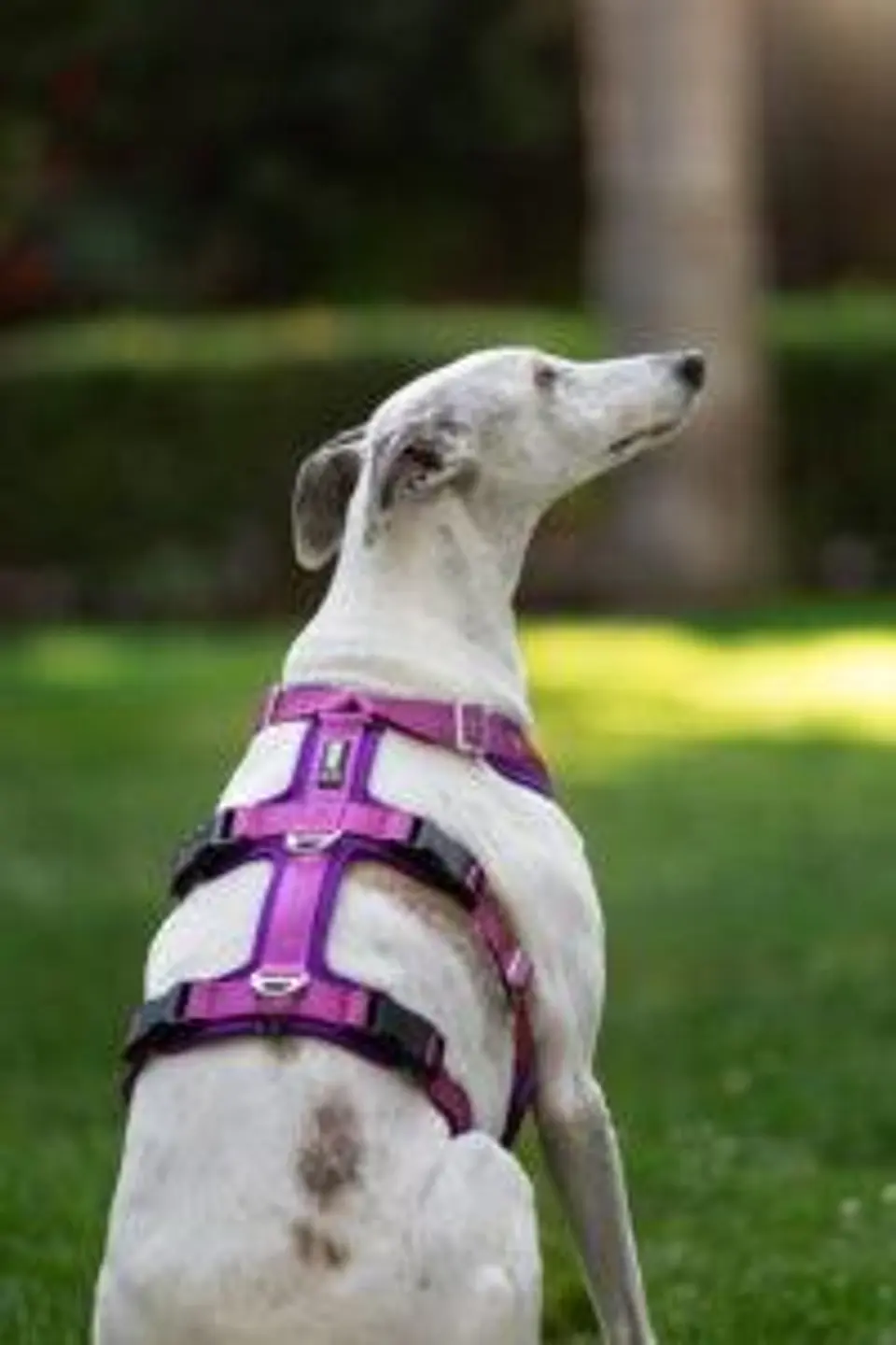 Arnés Anti-escape y Anti-tirones SUPERMUTT (Perro) ROSA-MORADO 3