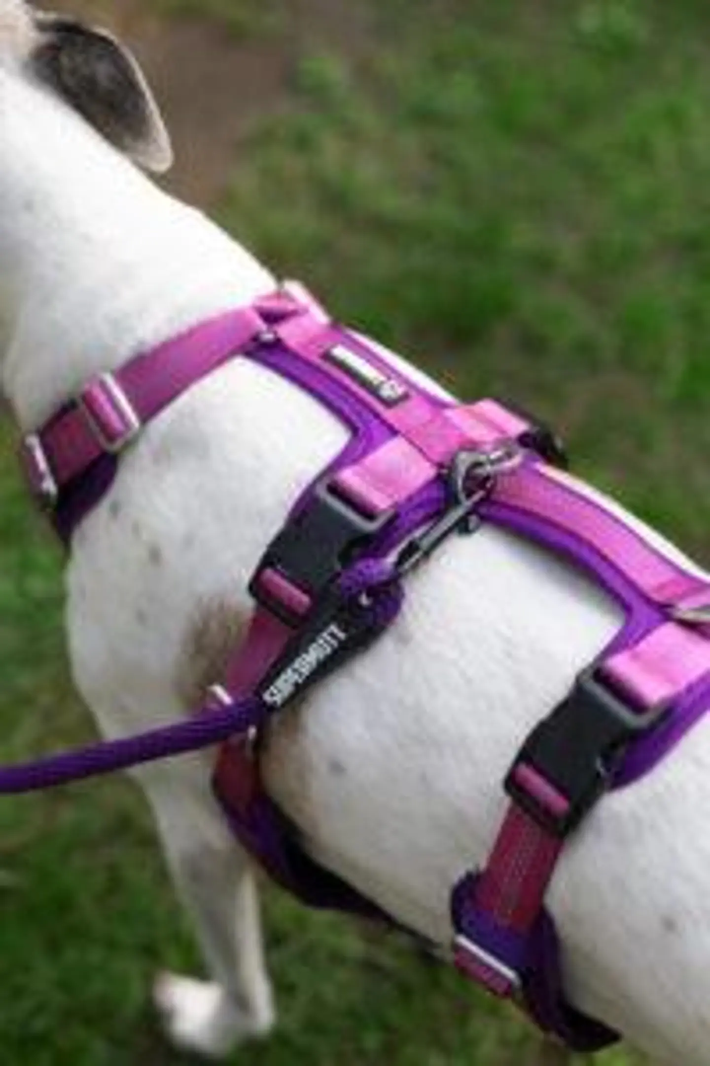 Arnés Anti-escape y Anti-tirones SUPERMUTT (Perro) ROSA-MORADO 2