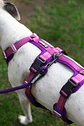 Arnés Anti-escape y Anti-tirones SUPERMUTT (Perro) ROSA-MORADO - Miniatura 2
